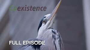 Video post by @bbcearth on YouTube