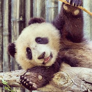 Image post by @sandiegozoo on Instagram