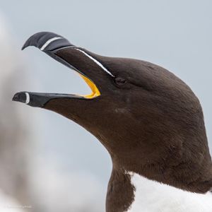 Image post by @rspb on Instagram