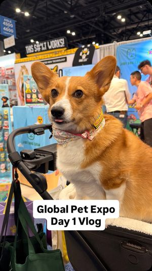 Image post by @ziggythecorg on Facebook