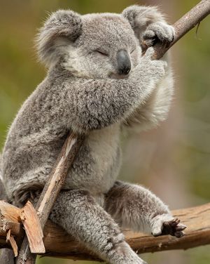 Image post by @sandiegozoo on Instagram