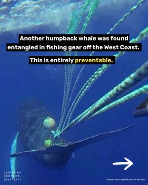Image post by @centerforbiodiv on Instagram