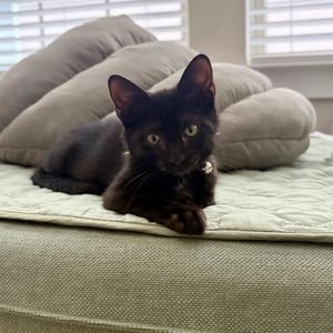 Image post by @northmeckanimalrescue on Instagram