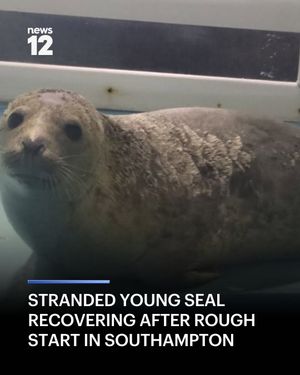 Image post by @news12li on Instagram