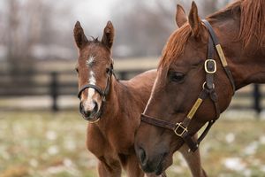 Image post by @spendthriftfarm on Instagram