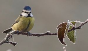 Image post by @rspb on Instagram