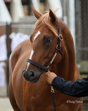 Image post by @thoroughbred_daily_news on Instagram