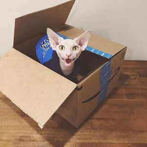 Image post by @amazon on Instagram