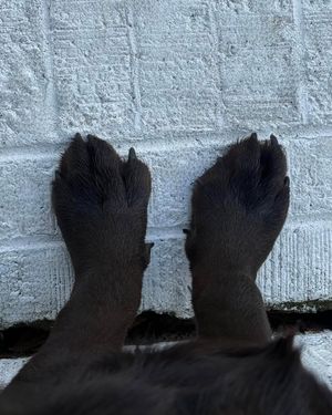 Image post by @thechonkychip on Instagram
