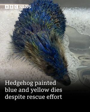 Image post by @bbcnews on Instagram