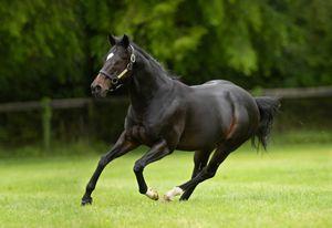 Image post by @juddmonte on Instagram