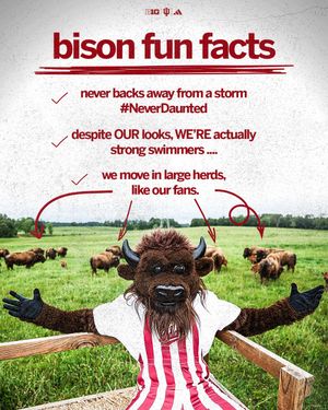 Image post by @HoosiertheBison on Twitter