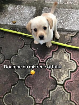 Video post by @vladlungu12 on TikTok