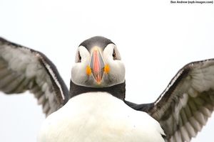 Image post by @rspb on Instagram