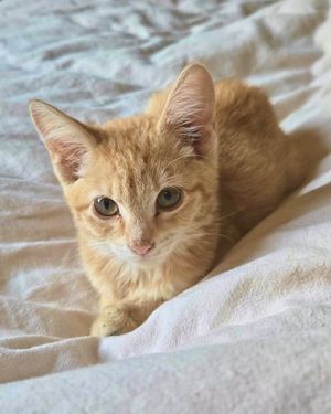 Image post by @spokhumanesoc on Instagram