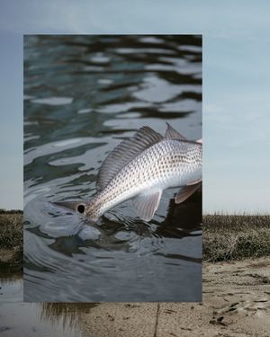 Image post by @toadfishoutfitters on Instagram