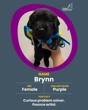 Image post by @canineorg on Instagram