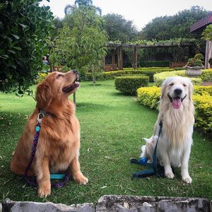 Image post by @mikethewhitegolden on Instagram