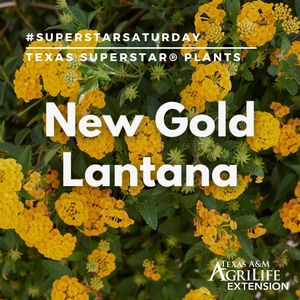 Image post by @txextension on Instagram