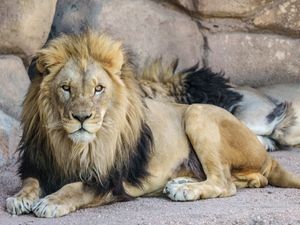 Image post by @denverzoo on Instagram