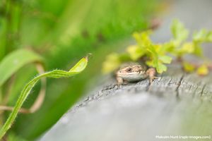 Image post by @rspb on Instagram