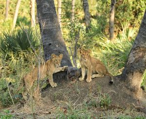 Image post by @chiawasafaris on Instagram