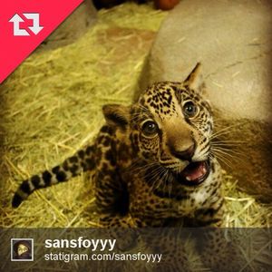 Image post by @sandiegozoo on Instagram