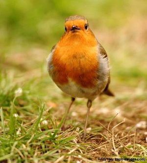 Image post by @rspb on Instagram