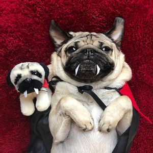 Image post by @claires on Twitter