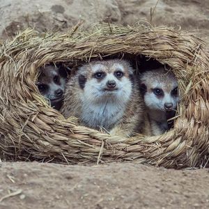 Image post by @sandiegozoo on Instagram