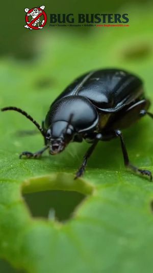 Video post by @bugbustersusa on TikTok