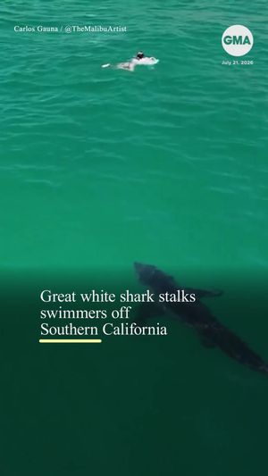 Video post by @gma on TikTok