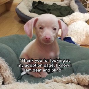 Video post by @pinkpigletpuppy on TikTok