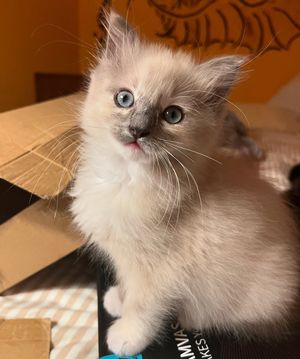Image post by @brunrik.and.pyrene.ragdolls on Instagram