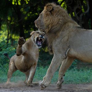 Image post by @chiawasafaris on Instagram
