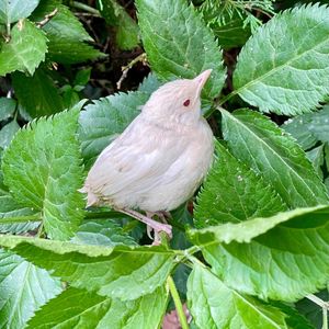 Image post by @rspb on Instagram