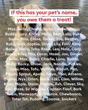 Image post by @petsmart on Instagram