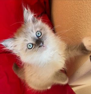 Image post by @brunrik.and.pyrene.ragdolls on Instagram