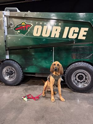 Image post by @mnwildpup on Twitter