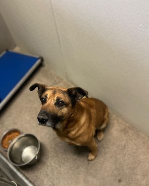 Image post by @whitmanpets on Instagram