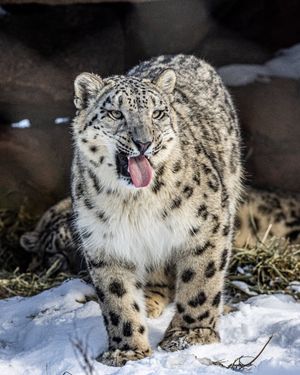 Image post by @thetorontozoo on Instagram