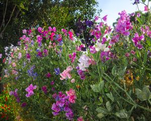 Image post by @rogersgardens on Instagram