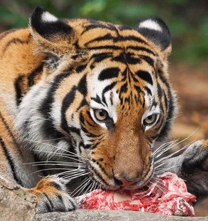 Image post by @sandiegozoo on Instagram