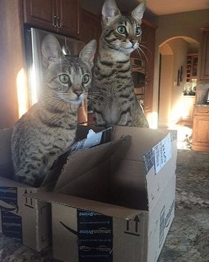 Image post by @amazon on Instagram