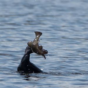 Image post by @rspb on Instagram