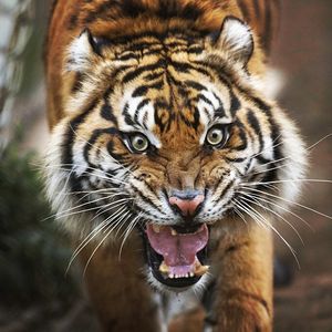 Image post by @sandiegozoo on Instagram