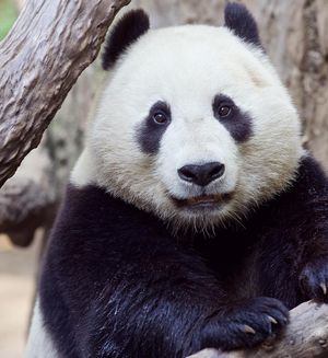 Image post by @sandiegozoo on Instagram