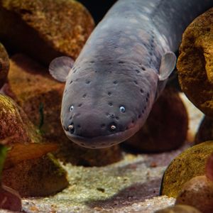 Image post by @animalplanet on Instagram