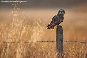 Image post by @rspb on Instagram