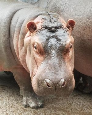Image post by @sandiegozoo on Instagram